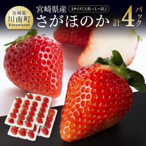 【令和8年発送】宮崎県産いちご　さがほのかセット（大粒×2パック・L～2L×2パック） 【 国産 イチゴ 苺 果物 くだもの 期間限定 数量限定 】 472402 - 宮崎県川南町