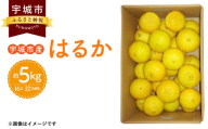 宇城市産 はるか 約5kg [のむちゃん農園][2025年1月上旬から3月下旬発送予定]みかん はるか 柑橘 果物 フルーツ 熊本県