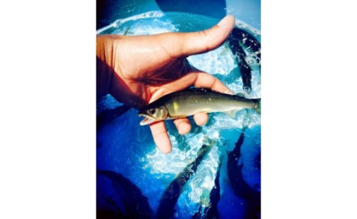 滋賀県産　鮎　琵琶湖産　わかさぎ　一夜干しセット【D007W】 47464 - 滋賀県近江八幡市