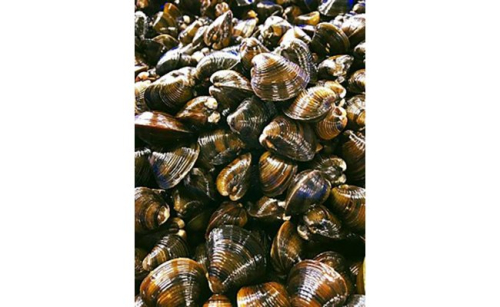 【琵琶湖に感謝！滋味香る！】　琵琶湖産　天然瀬田シジミ　3kgパック【D018W】 47471 - 滋賀県近江八幡市