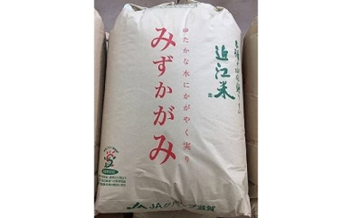 【新米】【令和7年産】環境こだわり米「みずかがみ」玄米【30kg×1袋】【K073W】 47670 - 滋賀県近江八幡市