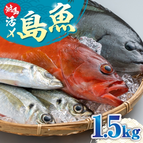 A-067　対馬活〆島魚セット