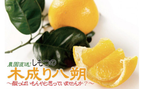 木成り八朔6kg（大小混合）《ご家庭用》ちょっと訳あり　和歌山県より農園直送！まごころ産直みかん【北海道・沖縄県・一部離島 配送不可】はっさく　ハッサク　みかん  わけあり 訳アリ　樹上完熟