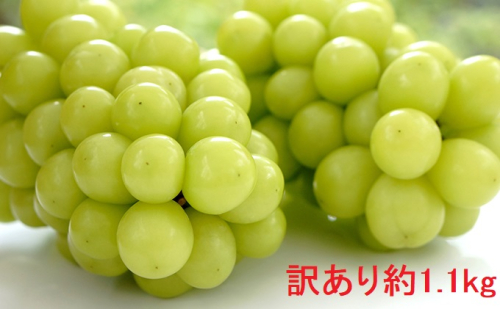 （地域・期間限定）訳あり鈴木果樹園のシャインマスカット約1.1kg 果物 ぶどう フルーツ おやつ デザート 食後 秋の味覚 産地直送 長野県産 有機肥料  486855 - 長野県坂城町