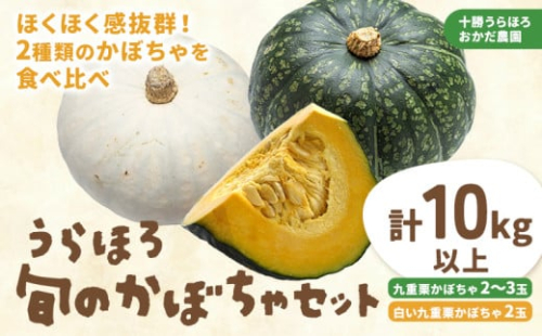 かぼちゃ合計10kg（九重栗2～3玉、白い九重栗2玉程度）おかだ農園《9月中旬-11月上旬より順次出荷》 st-p