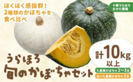 かぼちゃ合計10kg（九重栗2～3玉、白い九重栗2玉程度）おかだ農園《9月中旬-11月上旬より順次出荷》 st-p