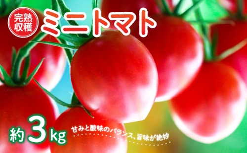 【甘みと酸味のバランス、旨みが絶妙な代表作】 完熟収穫 ミニトマト 約3kg 488468 - 熊本県八代市