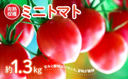 【甘みと酸味のバランス、旨みが絶妙な代表作】 完熟収穫 ミニトマト 約1.3kg 488470 - 熊本県八代市