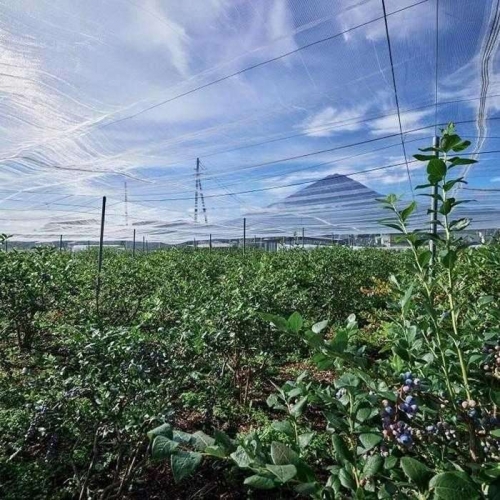 Fuji Berry ブルーベリーコンフィチュール食べ比べセット（中） FAZ104