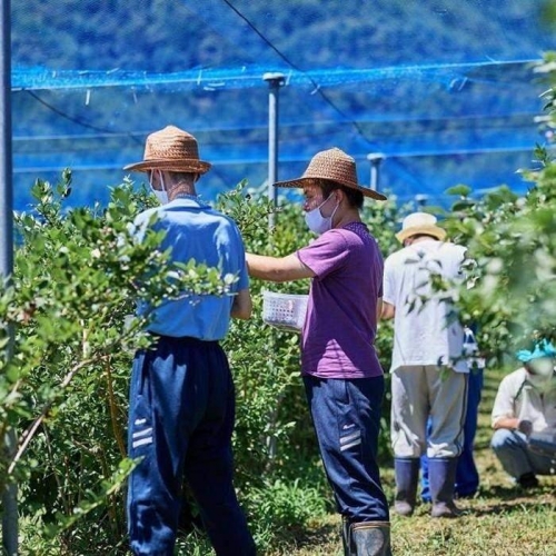 Fuji Berry ブルーベリーコンフィチュール食べ比べセット（中） FAZ104