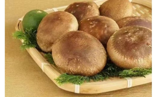 【一週間以内に発送】生しいたけ　肉厚シイタケ　無農薬　菌床栽培　110gX9(袋)【ハタモト農産】_HA1005