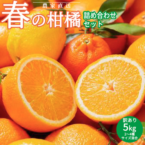AN6106n_春の柑橘詰め合わせ訳あり5kgサイズ混合（2025年2月下旬より順次発送） 490322 - 和歌山県湯浅町