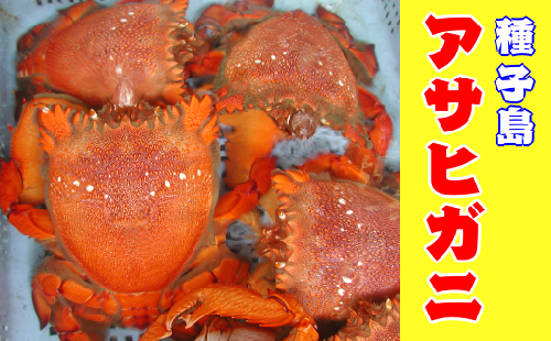 種子島 アサヒガニ・ボイル済み 480pt NFN137 490560 - 鹿児島県西之表市