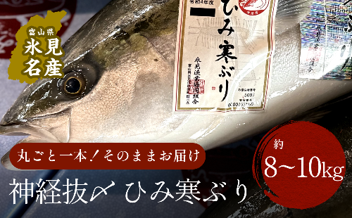 ひみ寒ぶり朝どれ1本【8～10kg】（神経抜〆）【半七】※配送地域限定 490696 - 富山県氷見市