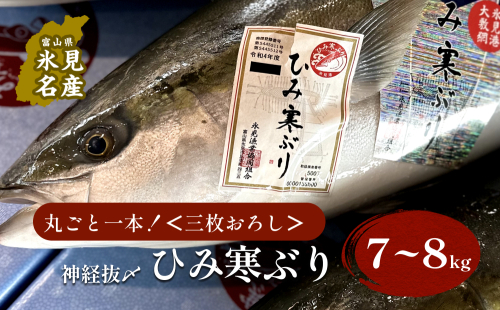 ひみ寒ぶり朝どれ1本【7～8kg】　三枚おろし（神経抜〆）【半七】※配送地域限定 490699 - 富山県氷見市