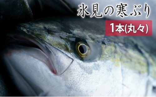 氷見の寒ぶり一本（丸々1本）【ひみ水産】※配送地域限定 490706 - 富山県氷見市