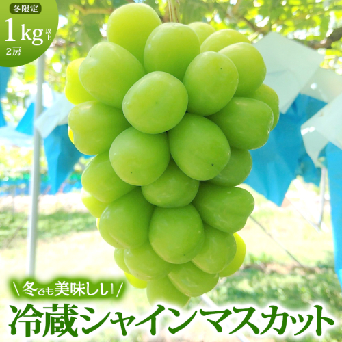 【年内お届け】 シャインマスカット 冷蔵 1kg以上 富山葡萄園 ぶどう 長野 マスカット ブドウ フルーツ 果物 シャイン【 果物類 】 デザート 食後 おやつ 皮ごと 種無し 長野県産 信州  491268 - 長野県坂城町