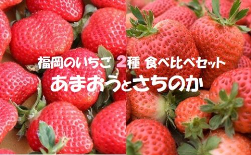 【2025年1月より順次発送】福岡県産ブランドいちご2種食べ比べセット「あまおう」「さちのか」各2パック計1,160g★あんずの里[F0073] 491693 - 福岡県福津市