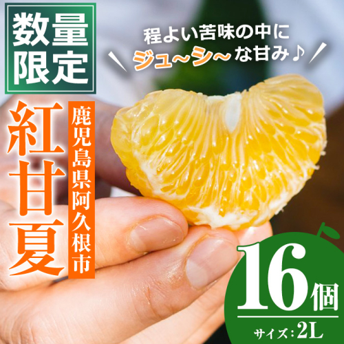 ＜先行予約受付中！2025年3月中旬以降発送予定＞数量限定！鹿児島県産紅甘夏(16個・2L)柑橘 フルーツ 果物 国産 みかん 期間限定【株式会社イロドリ】a-10-44-z 492070 - 鹿児島県阿久根市