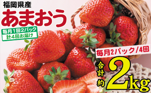 フルーツ 定期便 4ヶ月 2024発送 あまおう いちご 2パック イチゴ 苺 4回 お楽しみ ※配送不可：離島 494815 - 福岡県朝倉市