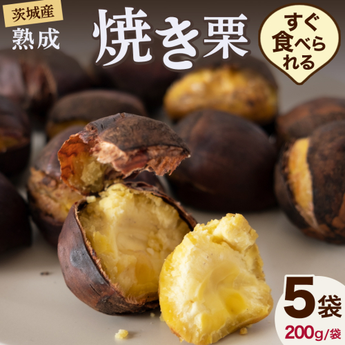 【 吉原農場 の 完熟栗 】 熟成 焼き栗 ５袋 令和7年産 完熟 栗 くり クリ 栗ごはん 贈答 ギフト 果物 フルーツ 数量限定 旬 秋 冬 正月 おせち [CX001ci] 499404 - 茨城県筑西市