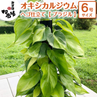 オキシカルジウム 1鉢 ヘゴ仕立て 【 ブラジル 】 観葉植物 ガーデニング 植物 鉢