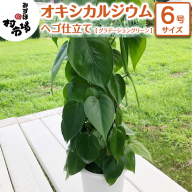 オキシカルジウム 1鉢 ヘゴ仕立て 【 グラデーショングリーン 】 観葉植物 ガーデニング 植物 鉢