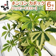 ホンコン カポック  1鉢 【 ハッピーイエロー 】 観葉植物 ガーデニング 植物 鉢