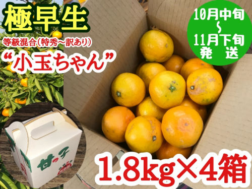 【極早生・有田みかん】小玉ちゃん 約7.2kg (約1.8kg×4箱) (等級混合・2S～4Sサイズ混合)_ZF6016n 500813 - 和歌山県湯浅町