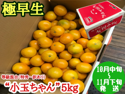 【極早生・有田みかん】小玉ちゃん 約5kg (等級混合・2S～4Sサイズ混合)_ZF6017n 500815 - 和歌山県湯浅町
