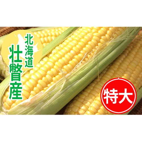 <2020年9月上旬頃お届け>北海道壮瞥産【特大約22本】とうもろこし恵味(めぐみ)2Lサイズ約10kg