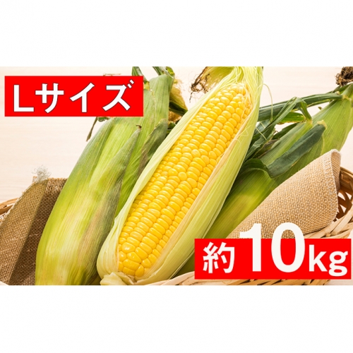 <2020年9月上旬頃お届け>北海道壮瞥産【Lサイズ約25本】とうもろこし恵味(めぐみ)約10kg