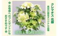 AT012　【長谷川園芸】オリジナル クレマチス「花園」５寸 ※５月１日～８日出荷