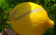 自然栽培 加工用レモン 4kg(28〜40個程度)