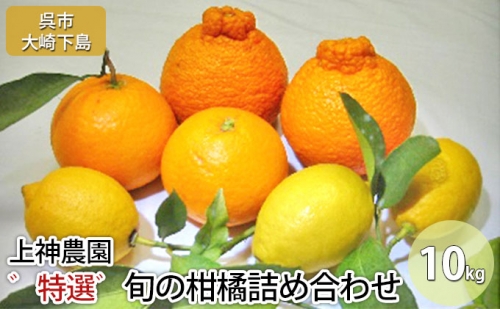 ゛特選゛旬の柑橘詰め合わせ 計約10kg