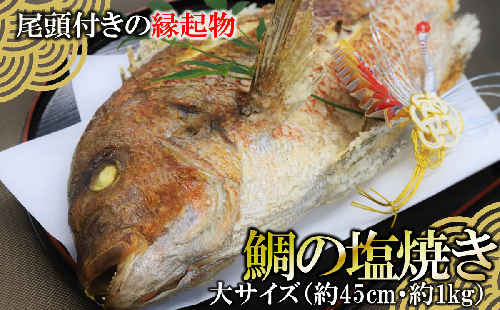 【尾頭付きの縁起物】 活塩焼き鯛（大サイズ） 1匹（約45cm・約1kg） 33-36 508702 - 兵庫県西脇市