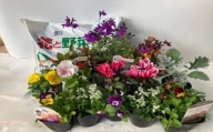 「季節の花苗セット」と「花の培養土」約９リットル