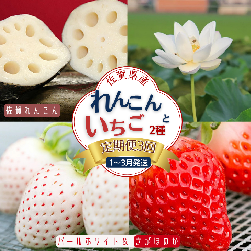 【定期便3回】佐賀県産 れんこんといちご【1～3月発送】：B445-007 510462 - 佐賀県佐賀市