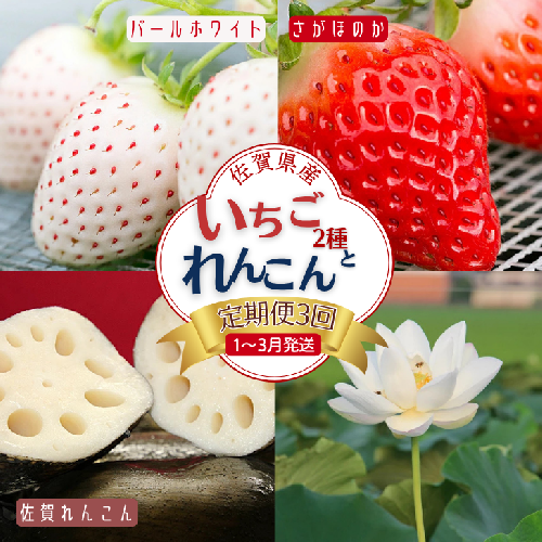 【定期便3回】佐賀県産 いちごとれんこん【1～3月発送】：B420-001 510464 - 佐賀県佐賀市