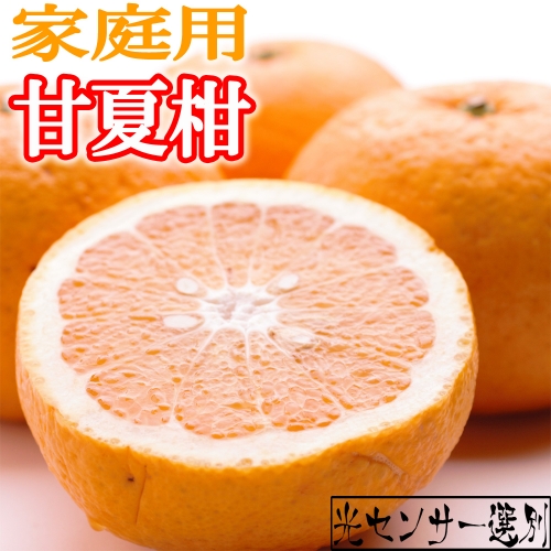 <6月発送>家庭用甘夏柑5kg+150g(傷み補償分)【初夏のみかん・旬の果物】【有田産】【光センサー食べ頃出荷】【わけあり・訳あり】 511329 - 和歌山県新宮市