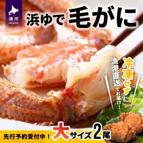 【先行受付開始！】漁協の浜ゆで毛がに 大サイズ２尾セット※日付指定対応不可※[02-776] 511673 - 北海道浦河町