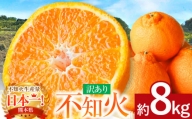 ≪ ご家庭用 ≫ 不知火 約8kg | フルーツ 果物 くだもの 柑橘 ミカン みかん しらぬい 熊本県 玉名市
