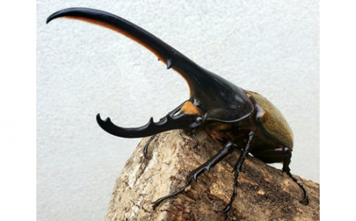 No.083 ヘラクレスヘラクレス成虫ペア ／ 昆虫 飼育ケース グアドループ 兵庫県 514385 - 兵庫県太子町