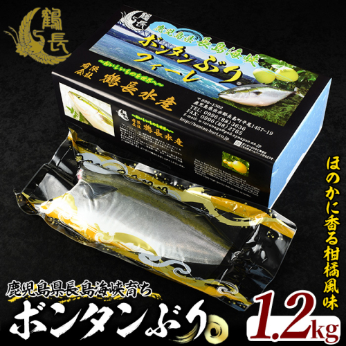 ＜期間限定＞長島海峡育ち！ボンタンぶりのフィレ【鶴長水産】turu-7311R8 51474 - 鹿児島県長島町