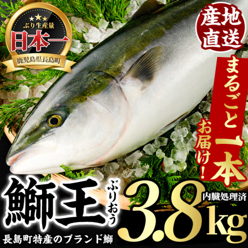 長島町特産の鰤王 まるごと１本 内臓処理済み Jfa 324 Au Pay ふるさと納税