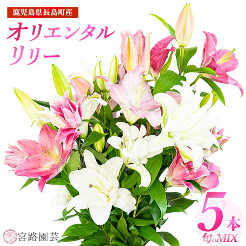 オリエンタルリリー（ユリ）旬のミックス 5本 ユリ 花 ユリの花 百合 ゆり 生花 切花 切り花 【宮路園芸】miyaji-7004 51501 - 鹿児島県長島町