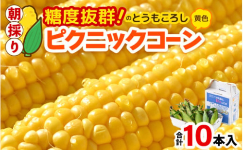 【先行予約】朝採り ピクニックコーン 黄色 10本入《生でも食べれる！希少品》 ／ 野菜 とうもろこし スイートコーン ※2025年6月上旬以降順次発送 [aw028-a007]