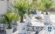 ココスヤシ 10号鉢 庭木 観葉植物【南国リゾートガーデンに人気】
