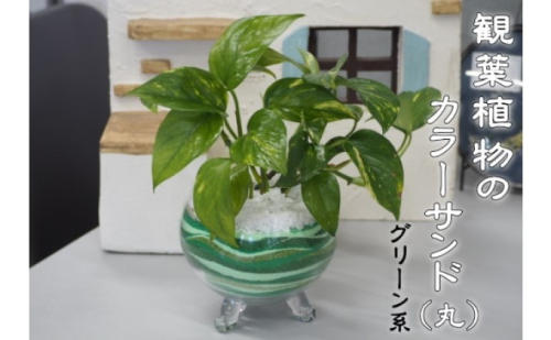カラーサンド（ガラス花器：丸）グリーン系 植物 インテリア 飾り 緑 部屋 玄関 キッチン 洗面所 丸型 グリーンインテリア 寄せ植え  518569 - 福岡県朝倉市