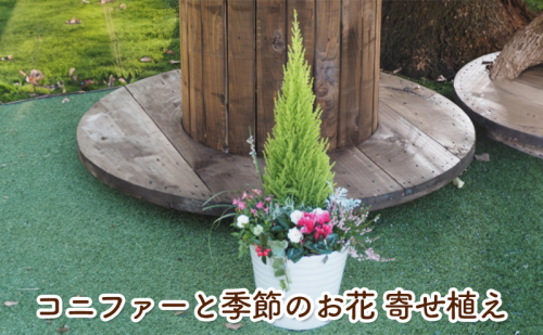 コニファーと季節のお花 寄せ植え 植物 インテリア ガーデン  518573 - 福岡県朝倉市